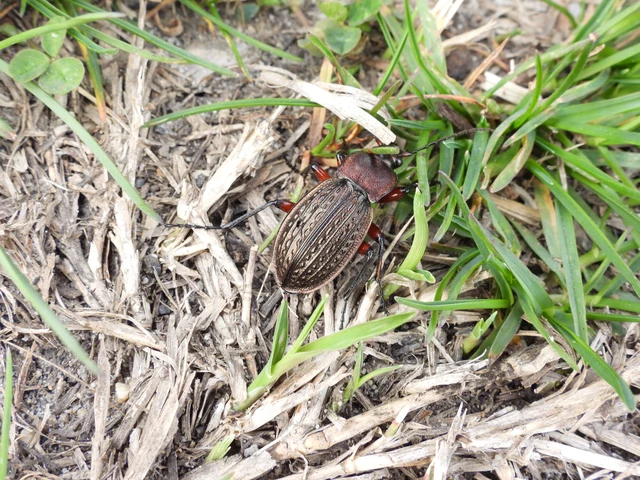 Carabus cancellatus - ragyás futrinka