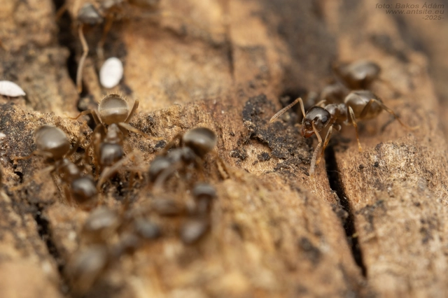 Lasius alienus - kövi feketehangya