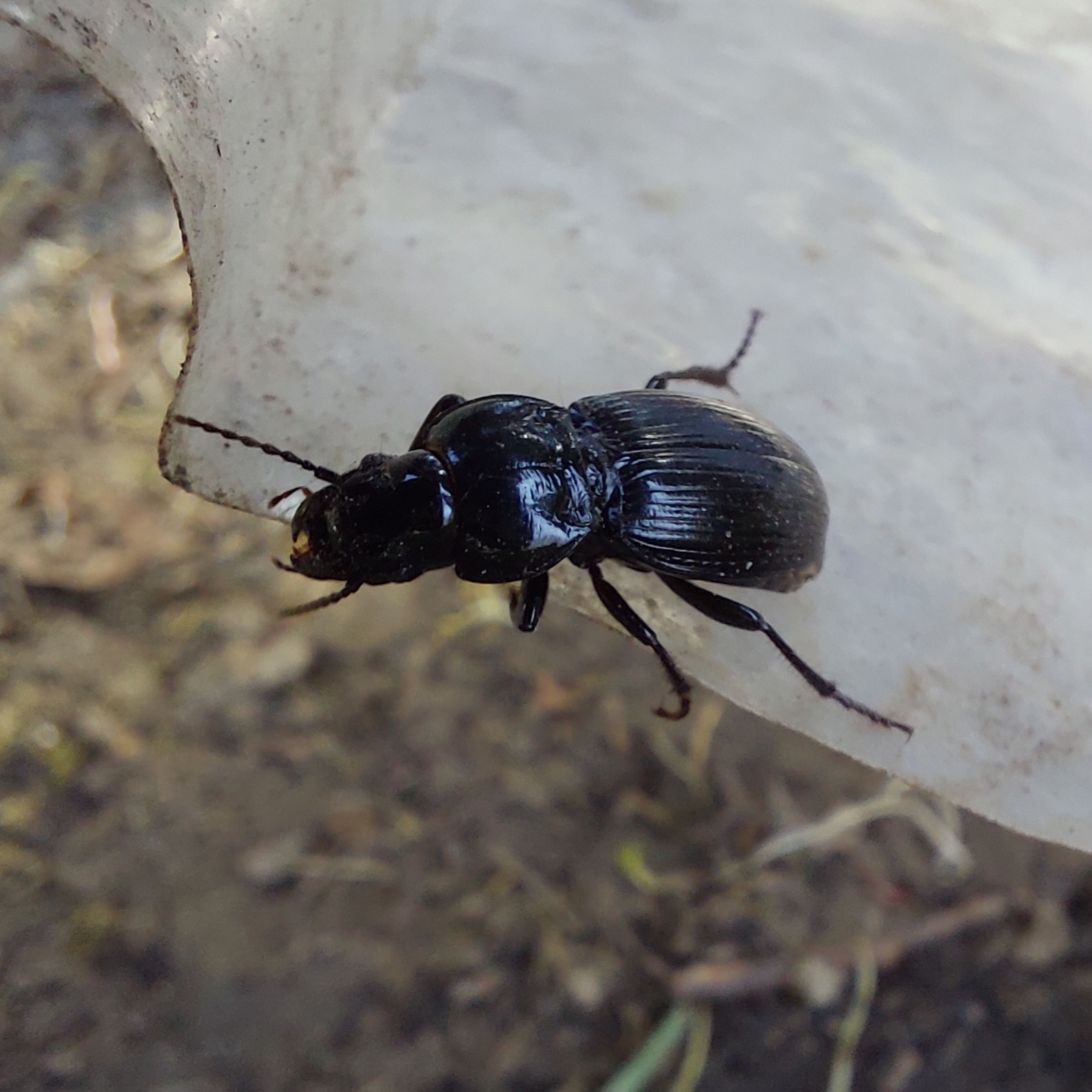 Molops elatus - nagy zömökfutó
