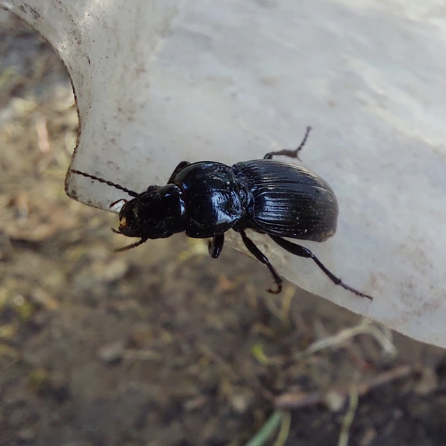 Molops elatus - nagy zömökfutó Molops elatus - nagy zömökfutó