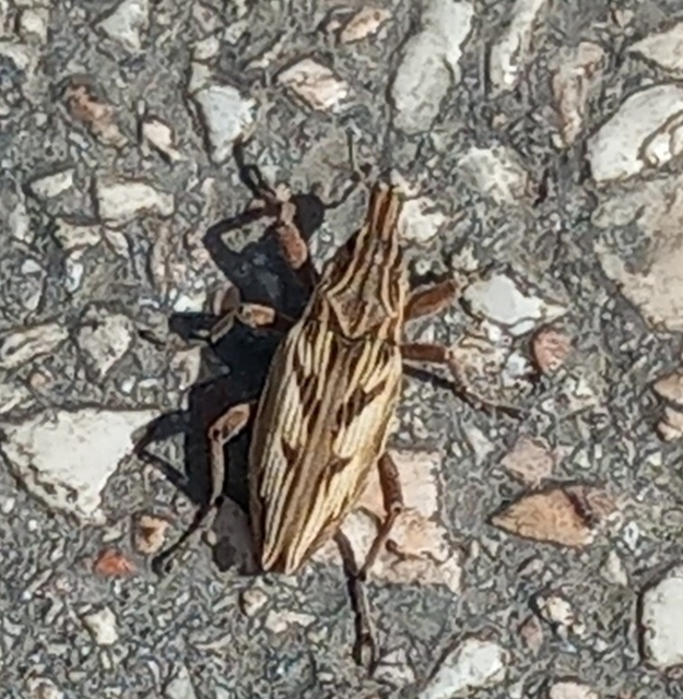 Coniocleonus nigrosuturatus - nyíljegyes barkó