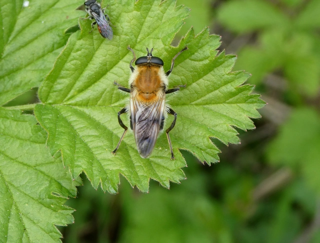 Brachymyia floccosa - fehérpamacsú bundáslégy