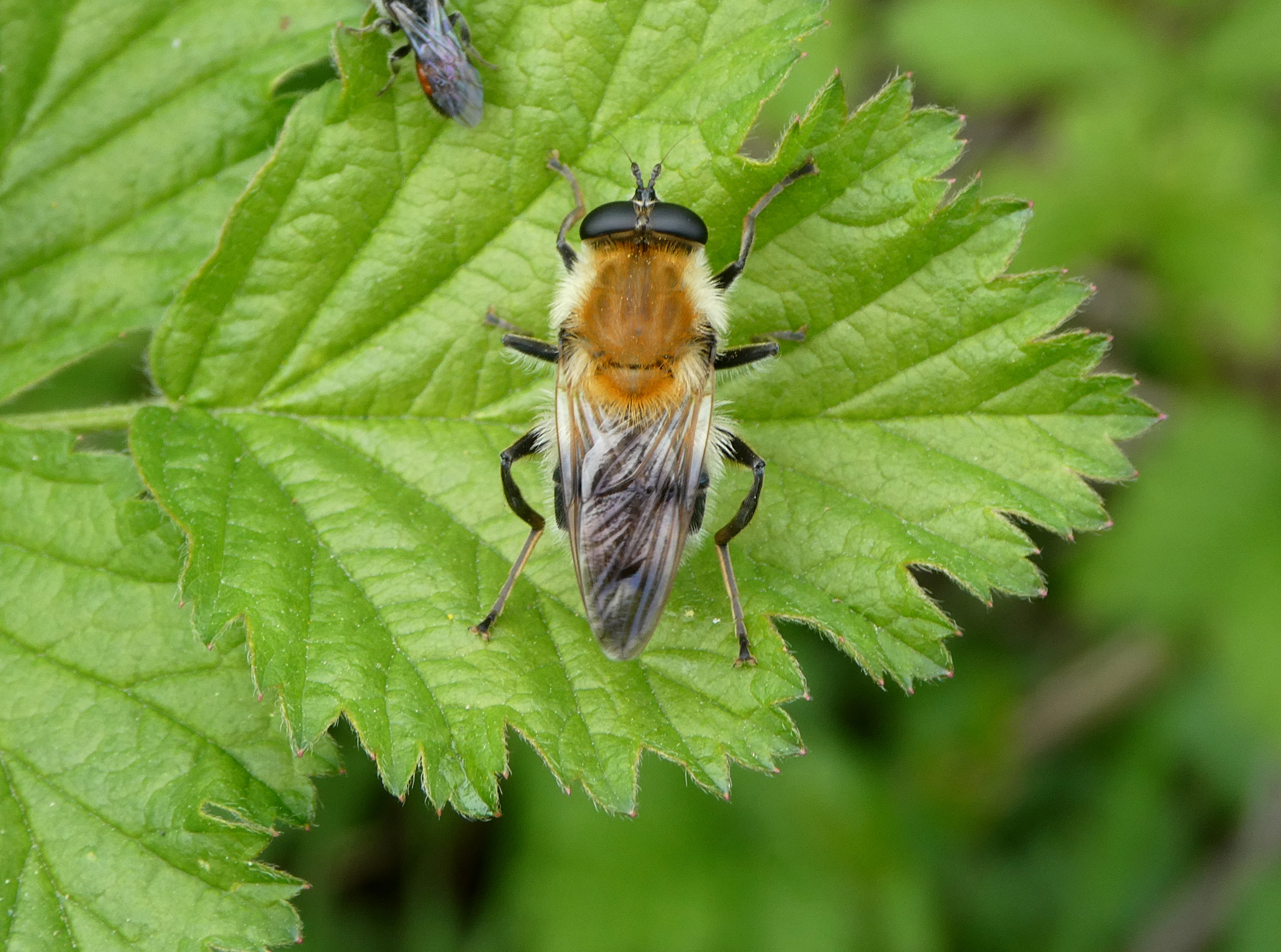 Brachymyia floccosa - fehérpamacsú bundáslégy