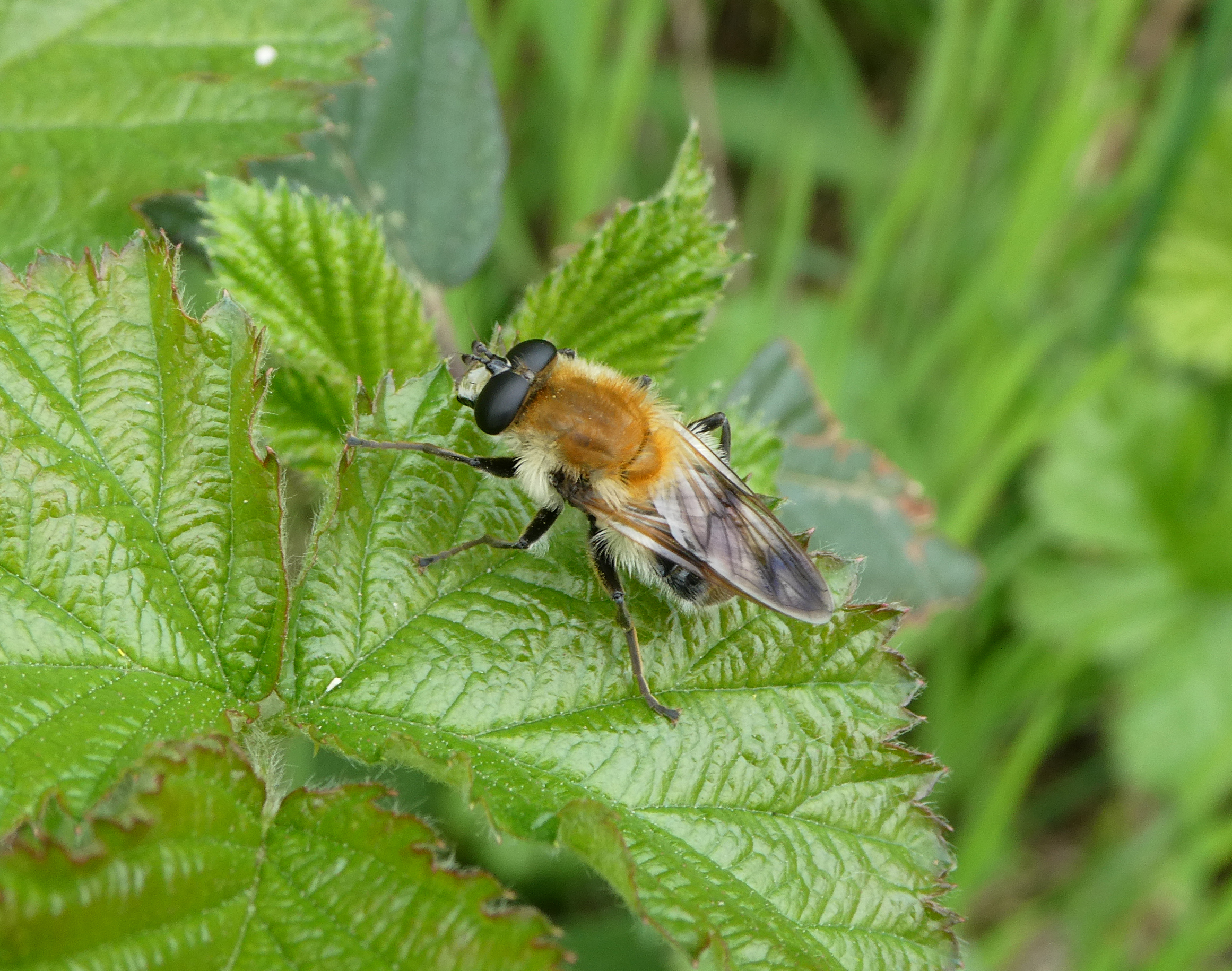 Brachymyia floccosa - fehérpamacsú bundáslégy