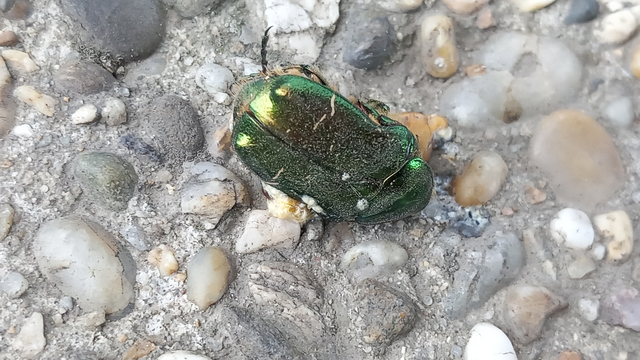 Cetonia aurata - aranyos virágbogár