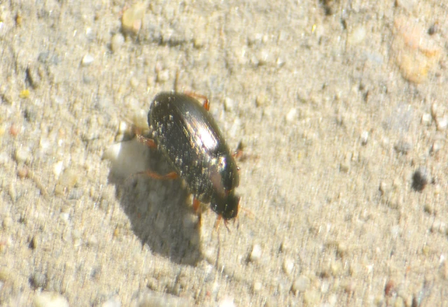 Amara familiaris - kerti közfutó