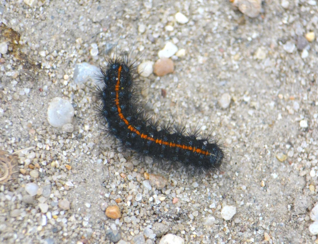 Spiris striata - csíkos molyszövő