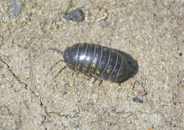 Isopoda - Ászkarákok