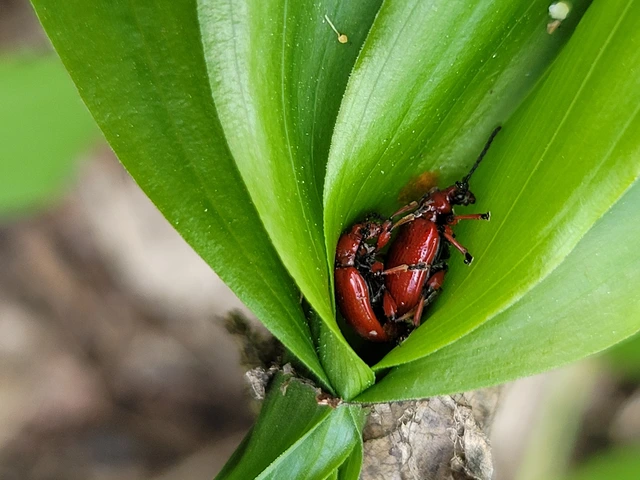 Lilioceris merdigera - hagymabogár Lilioceris merdigera - hagymabogár