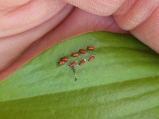 Lilioceris merdigera - hagymabogár Lilioceris merdigera - hagymabogár