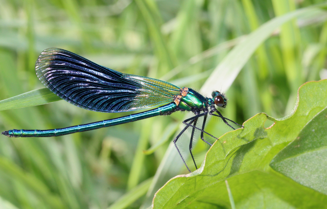 Calopteryx splendens - sávos szitakötő