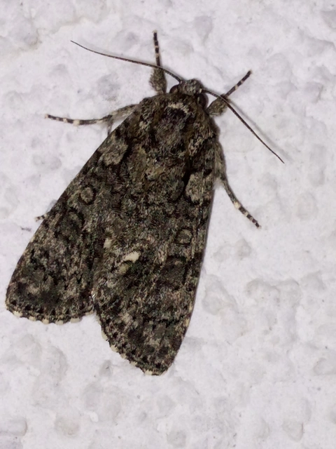 Acronicta rumicis - sóska-szigonyosbagoly