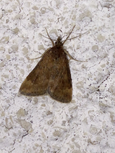 Pyrausta despicata - réti bíbormoly