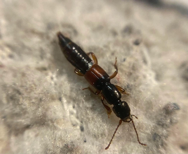 Lathrobium furcatum - sziki mocsárholyva