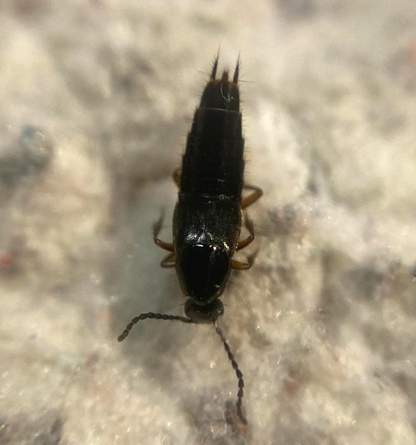 Rabigus pullus - szurkoshátú ganajholyva
