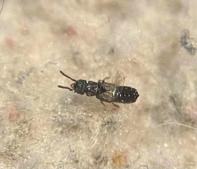 Anotylus tetracarinatus - rovátkás korhóholyva Anotylus tetracarinatus - rovátkás korhóholyva