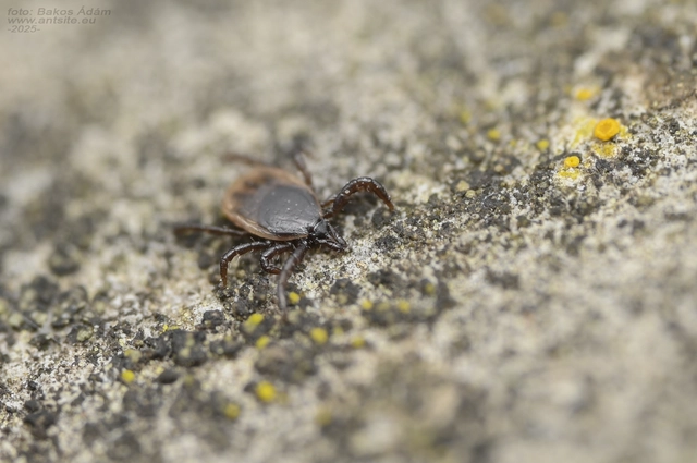 Ixodes ricinus - közönséges kullancs