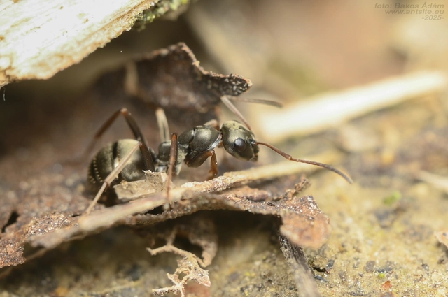 Formica fusca - kormos rabszolgahangya