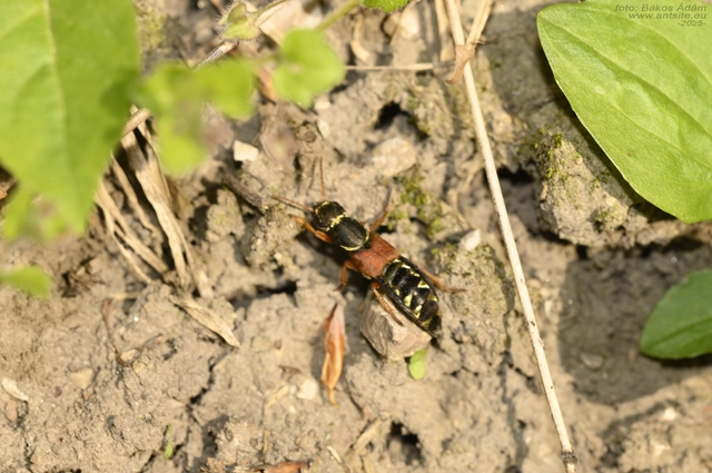 Staphylinus caesareus - aranysujtásos holyva