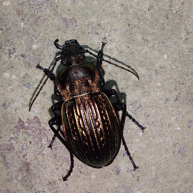 Carabus ulrichii - rezes futrinka Carabus ulrichii - rezes futrinka