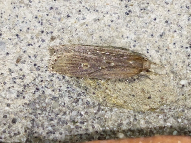 Helcystogramma triannulella - szuláksodró lápimoly