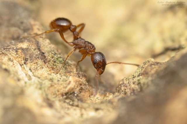 Myrmica ruginodis - erdei bütyköshangya