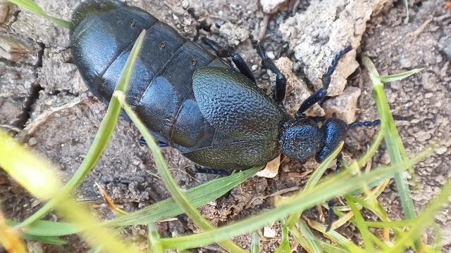 Meloe proscarabaeus - közönséges nünüke