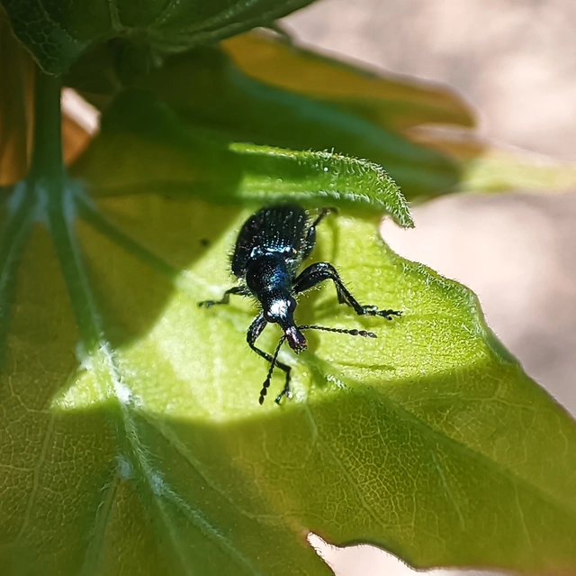 Lasiorhynchites
