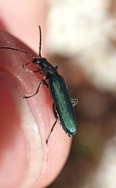 Chrysanthia viridissima - aranyos álcincér