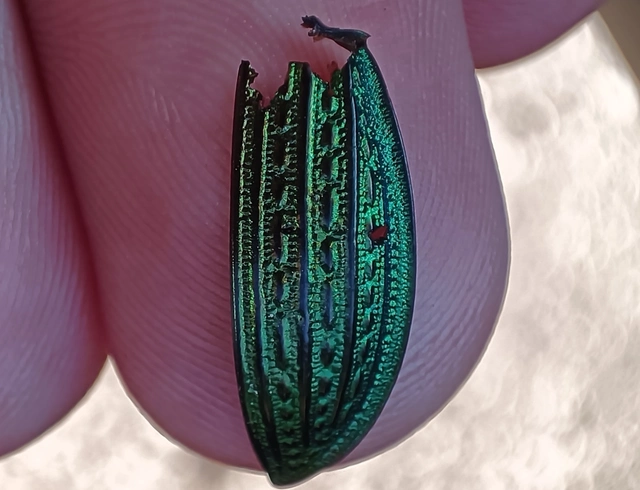 Carabus ulrichii - rezes futrinka Carabus ulrichii - rezes futrinka