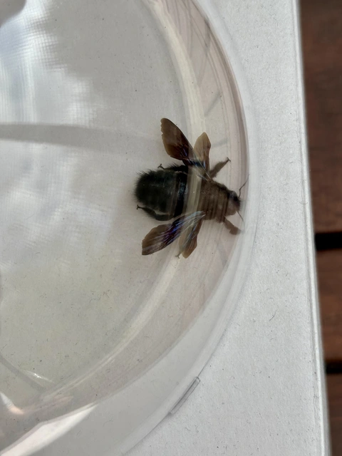 Xylocopa