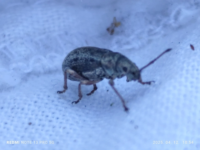 Phyllobius pyri - gyümölcsfa-levélormányos
