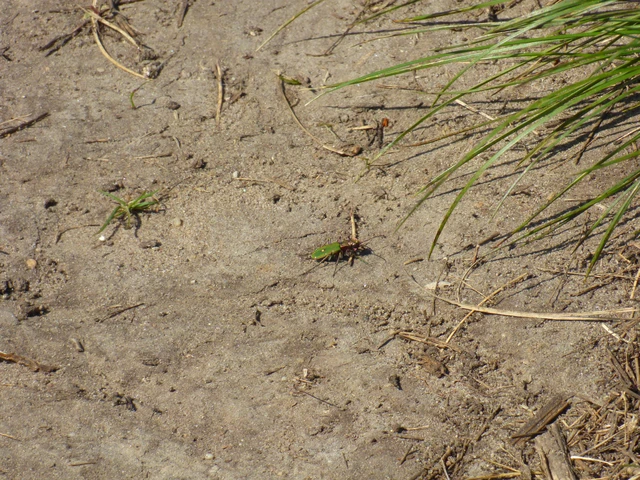 Cicindela campestris - mezei homokfutrinka