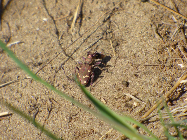 Cicindela soluta pannonica - pannon homokfutrinka