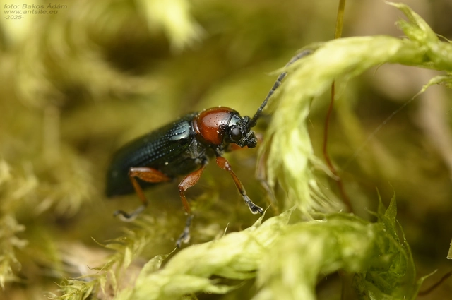 Oulema melanopus - veresnyakú árpabogár
