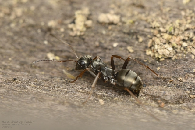 Formica fusca - kormos rabszolgahangya