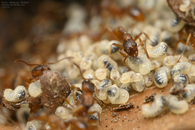 Myrmica ruginodis - erdei bütyköshangya