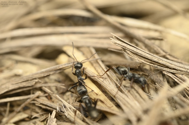 Formica fusca - kormos rabszolgahangya