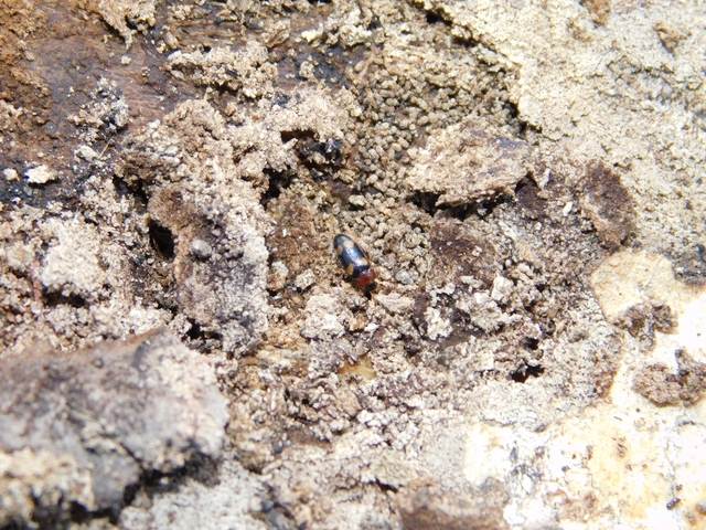 Mycetophagus fulvicollis - sárganyakú gombabogár