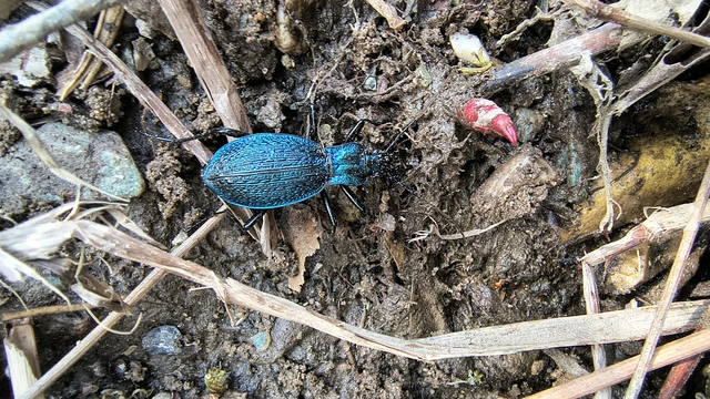 Carabus intricatus - kék laposfutrinka