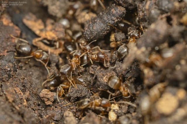 Lasius brunneus - rozsdáshátú feketehangya