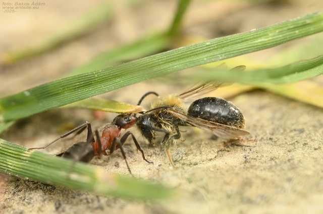 Formica rufa - erdei vöröshangya