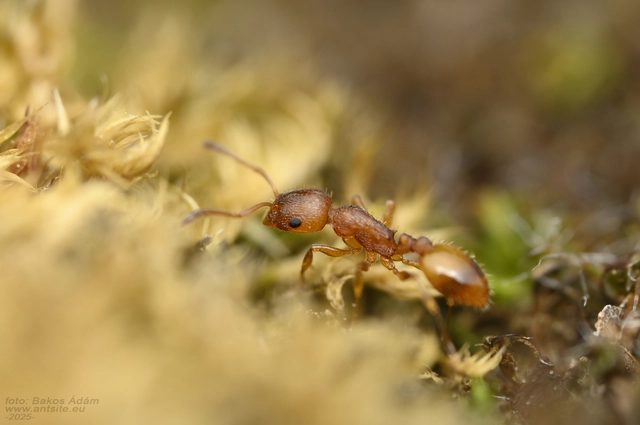 Temnothorax unifasciatus - gyűrűs kéreghangya