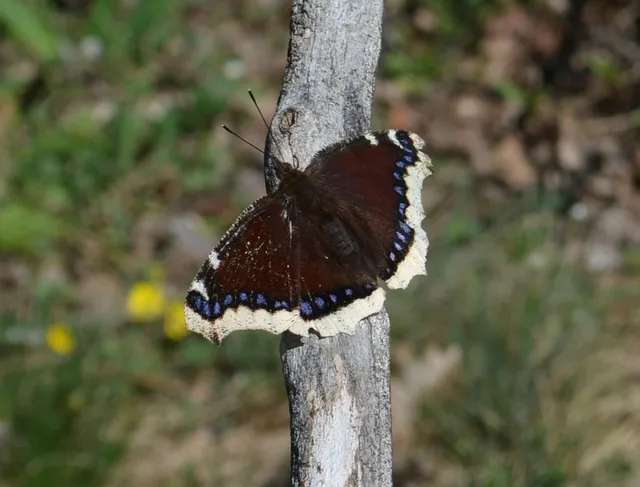 Nymphalis antiopa - gyászlepke