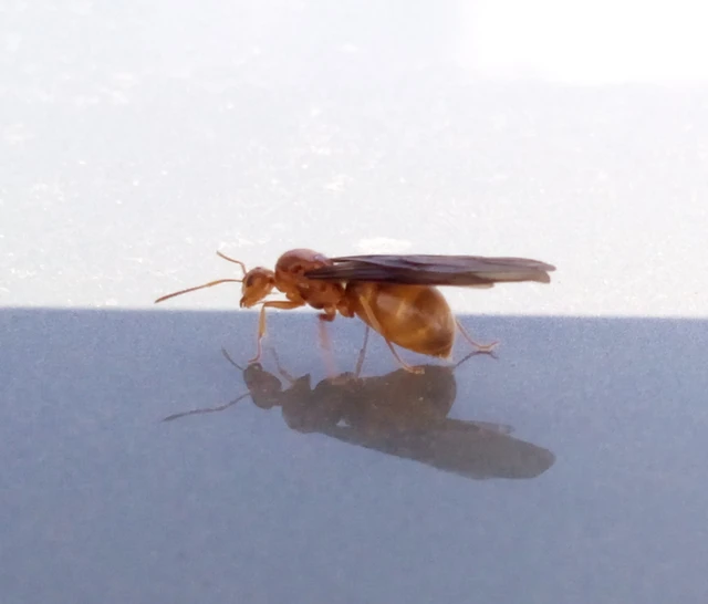 Prenolepis nitens - ragyogóhangya
