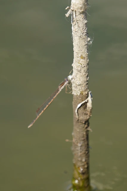 Sympecma fusca - téli rablószitakötő