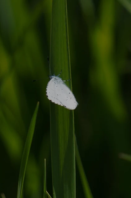Celastrina argiolus - bengeboglárka