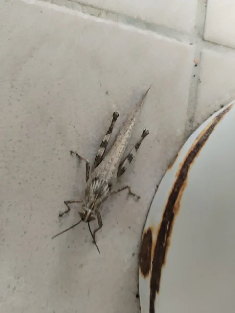 Anacridium aegyptium - egyiptomi sáska