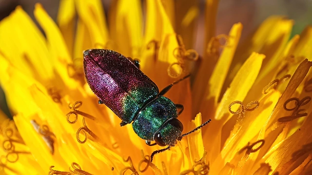 Anthaxia suzannae - Zsuzsanna-virágdíszbogár