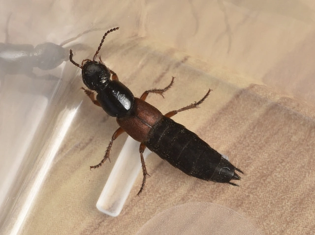 Ocypus fulvipennis - vörösszárnyú holyva